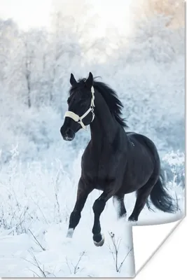 Produktbild von MuchoWow® Poster Pferd - Schnee - Wald 40x60 cm - Plakate für die Wand - Poster Babyzimmer