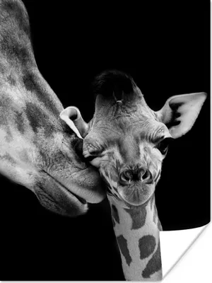 Produktbild von MuchoWow® Poster Tiere - Schwarz - Weiß - Giraffe - Porträt 90x120 cm - Wohnzimmer