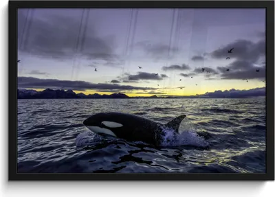 Produktbild von MuchoWow® MuchoWow® Gerahmtes Poster Orca bei Sonnenaufgang 60x40 cm - Poster mit zchwarzem Bilderrahmen - Printing - Wanddeko Schlafzimmer