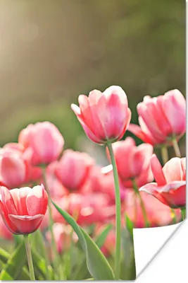 Produktbild von MuchoWow® Poster Tulpen - Sonne - Frühling 80x120 cm - Papierdruck