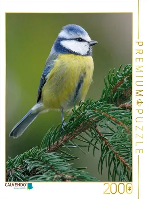 Produktbild von CALVENDO Puzzle Blaumeise 2000 Teile Puzzle hoch | 2000 Teile Lege-Größe 90x67cm Foto-Puzzle für glückliche Stunden