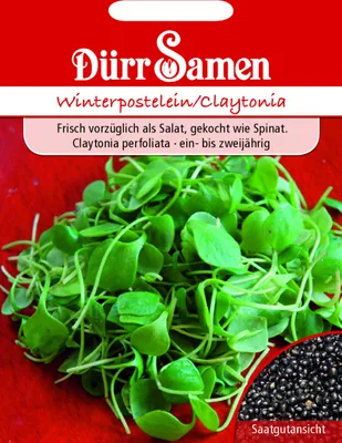 Produktbild von Dürr-Samen - Winterpostelein - Saatgut - 1909
