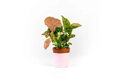 Obrázek produktu pro Gardners Syngonium podophyllum Pink (Neon), průměr 6-7 cm