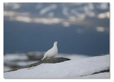 Produktbild von POSTER - 29x21 cm (A4) - Soft Structure - Vogel im Schnee, sanfte Winterlandschaft -  Wandbild für Wohnzimmer Schlafzimmer & Flur, Modernes Poster Wanddeko, Ungerahmt