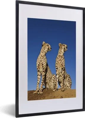 Produktbild von MuchoWow® Gerahmtes Poster Wilde Geparden 40x60 cm - Poster mit Schwarzem Bilderrahmen Wandposter Rahmen Foto Bilder - Poster in Rahmen