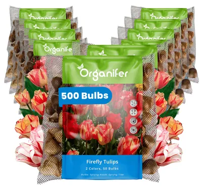 Obrázok produktu pre Tulipánové Cibule - 500 Kvetinových Cibúľ - Svetluška - Spryng Tide & Break Farebný Mix - Organifer