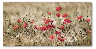 Produktbild von Tulup® Leinwandbild -100x50 cm - Wandkunst - Drucke auf Leinwand - Leinwanddruck  - Blumen & Pflanzen - Rot - Mohnblumen