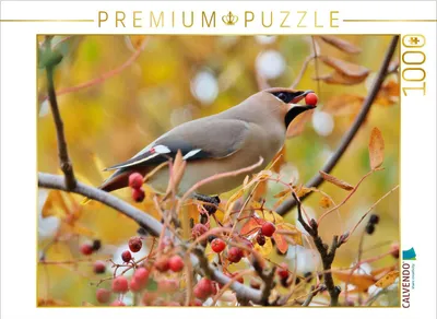 Produktbild von CALVENDO Puzzle Seidenschwanz | 1000 Teile Lege-Größe 64x48cm Foto-Puzzle für glückliche Stunden