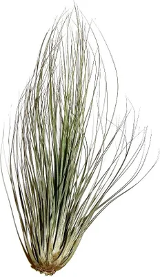 Produktbild von 1 Tillandsia filifolia, Tillandsien für Terrarien, Aufsitzerpflanzen