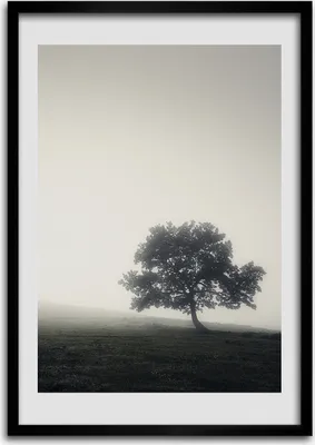 Produktbild von Bild - Bilderrahmen - Foto - 70 cm x 100 cm - MDF - Rahmen - Wandkunst - Baum im Nebel