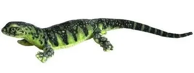 Image de Varanus vert 80cm