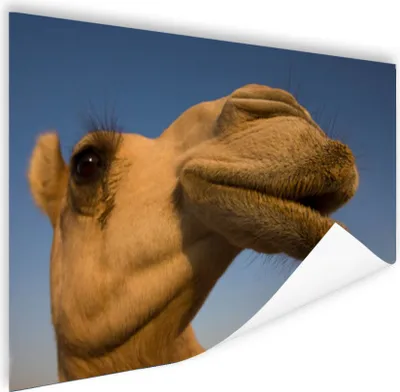 Produktbild von MuchoWow® Poster Seitenansicht des Kamelkopfes 60x40 cm - Schlafzimmerdekoration