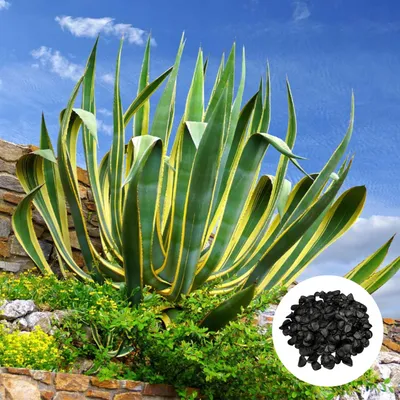 Obrázek produktu pro Semena Agave Americana Marginata - balení 5 ks - Exotická semena - Robustní - Agáve americká panasovaná