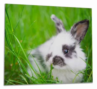Produktbild von Wallario Herdabdeckplatte aus Glas, Größe 60 x 52 cm 1-teilig, Motiv Süßer Hase im grünen Gras