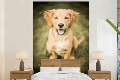 Produktbild von MuchoWow® Fototapete für Wohnzimmer oder Schlafzimmer Wandtapete Vinyl Motivtapete Ein Porträt eines Golden Retriever Welpen im Garten - 170x260 cm - Wohnzimmertapete