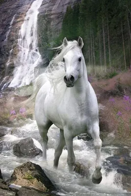 Produktbild von Poster Bob Langrish Waterfall 61x91.5cm.