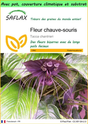 Image de SAFLAX Garden to go - Fleur chauve-souris - 10 graines - Tacca