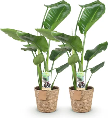 Image de Strelitzia Nicolai - Fleur de l'oiseau de paradis - 2 plants - 70-90cm - 17cm