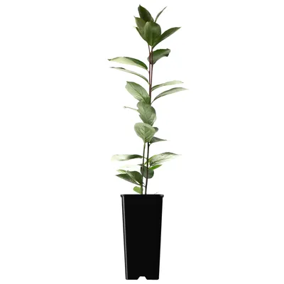 Immagine prodotto di Aronia Miczurina 2L