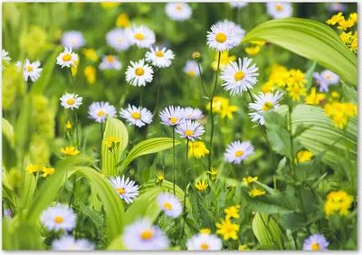 Produktbild von Tulup® Glas-Bild - 100 x 70 - Wandbild aus Glas - Wandkunst - Wandbild hinter gehärtetem Sicherheitsglas - Blumen & Pflanzen - Gänseblümchen - Grün