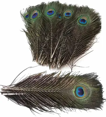Immagine prodotto di Piume di pavone, circa 25-30 cm, 5 pezzi
