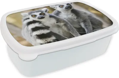 Produktbild von KitchenYeah® Lunchbox Brotzeit Brotdose 17x11 cm Affe - Ringschwanzlemur - Tier Kinder Brotzeitdose - Lunch Box - Kinder - Sandwich-Box - Schulbox - Lunch Boxen