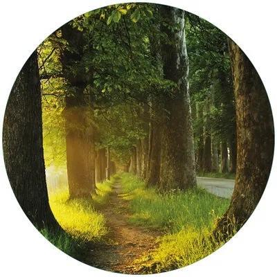 Produktbild von Wallario Premium Glasbild, freischwebende Optik, kräftige Farben, rund 50cm Durchmesser, Motiv Allee bei Sonnenuntergang