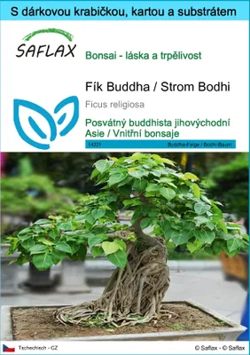 Obrázek produktu pro SAFLAX Dárková sada - Fík Buddha / Strom Bodhi - Ficus religiosa - 100 Semena - S dárkovou krabičkou, přepravním štítkem, dárkovou kartou a pěstebním médiem