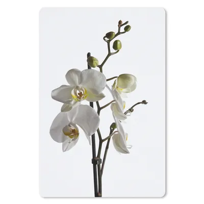 Produktbild von MuchoWow® Mauspad Mousepad Weiße Mottenorchidee 18x27 cm - Mousepads - Maus Mat - Pad - Mausunterlage