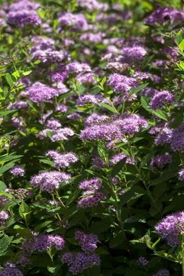 Produktbild von Spiraea japonica 'Double Play Artist', Japanische Spiere, 30–40 cm
