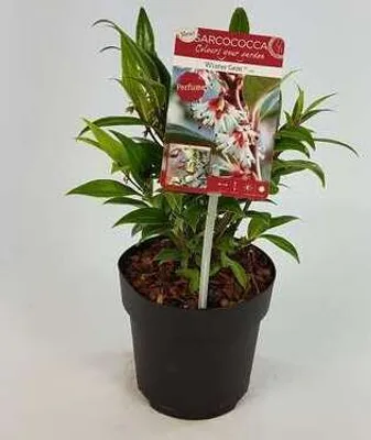 Image de Sarcococca hum. 'Winter Gem'® - Gypsophile 20- 25 cm - conteneur