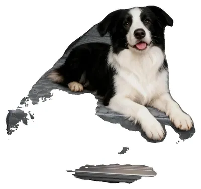 Immagine prodotto di Coprisedile per auto per cani, impermeabile, misura universale, nero