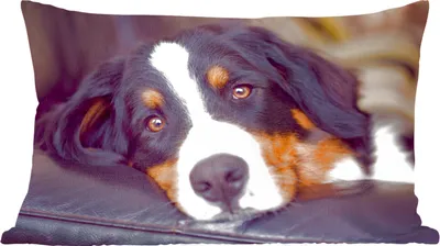 Produktbild von MuchoWow® Zierkissen Sofakissen Wohnzimmer Dekokissen 50x30 cm Ein Berner Sennenhund liegt auf dem Sofa - Wohnzimmerdekoration - Polster mit Photo
