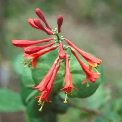 Image de 2 x  Chèvrefeuille  - Lonicera brownii 'Dropmore Scarlet'  | 50-60 cm en conteneur