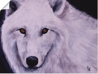 Produktbild von ARTland Poster Weißer Wolf Größe: 80x60 cm
