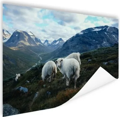 Produktbild von MuchoWow® Poster Schafe - Natur - Berge 180x120 cm - Fotoplakat