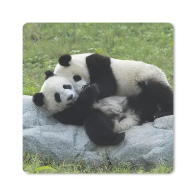 Produktbild von MuchoWow® Mauspad Mousepad Pandas - Gras - Stein 30x30 cm - Mousepads - Maus Mat - Pad - Mausunterlage - Gaming