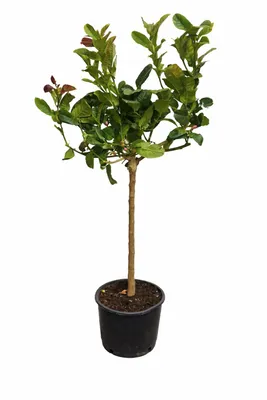 Produktbild von Buddhas Hand Zitrone 130–170 cm Citrus Pflanze exotisch, duftend, winterhart bedingt, Zitronenbaum für Garten Balkon Kübel
