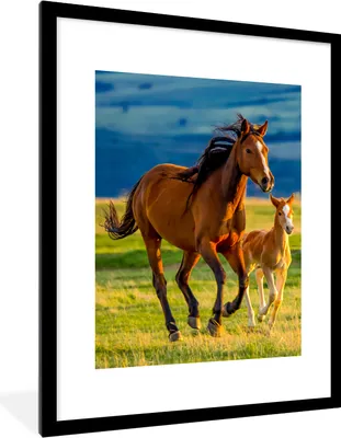 Produktbild von MuchoWow® Gerahmtes Poster Pferde - Gras - Tiere - Landschaft - Natur 60x80 cm - Poster mit Schwarzem Bilderrahmen Wandposter Rahmen Foto Bilder - Wohnzimmer - Dekorationen - Prämie
