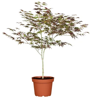 Produktbild von Acer palmatum 'Atropurpureum', Japanischer Ahorn, rotlaubig, 60–80 cm