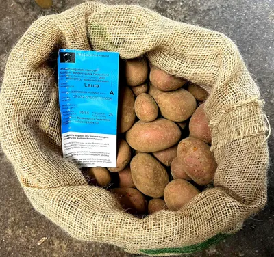 Produktbild von Pflanzkartoffeln Laura 10 kg Setzling Saatkartoffeln Setzkartoffeln