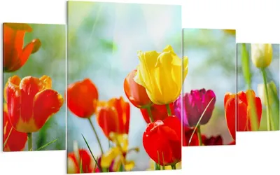 Produktbild von Bild auf Leinwand - Leinwandbild - Tulpe Blume Plantage Wiese - 160x90cm - Wand Bild - Wanddeko - Leinwanddruck - Bilder - Kunstdruck - Wanddekoration - Leinwand bilder - Wandkunst - DL160x90-2566