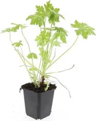 Image de Couvre-sol - Geranium macrorrhizum - Pot de 9cm - Set de 60 plantes