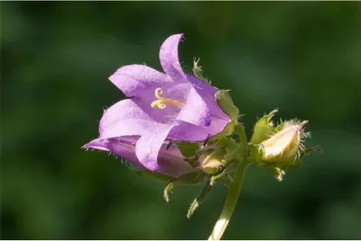 Produktbild von Nesselblättrige Glockenblume - Campanula trachelium - Heimische Wildstaude, Topfgröße 12 cm · - 12 cm
