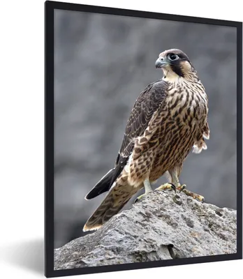 Produktbild von MuchoWow® Gerahmtes Poster Wanderfalke - Felsen - Vogel 60x80 cm - Poster mit Schwarzem Bilderrahmen Wandposter Rahmen Foto Bilder - Premium - Wanddeko Wohnzimmer