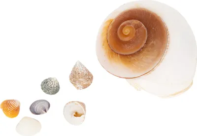 Produktbild von Dekorative Muschelsammlung für maritime Raumgestaltung