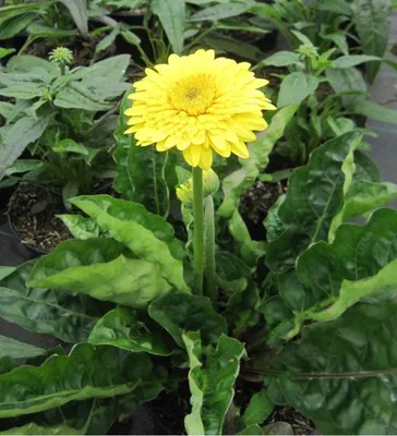 Produktbild von Garten-Gerbera Majestic ® Yellow - Gerbera / Garvinea jamesonii Majestic ® Yellow