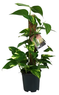 Image de Scindapsus Epipremnum - 40-50cm - Ø15cm - Plante d'intérieur - Vert persistant