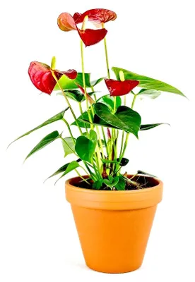 Obrázek produktu pro Gardners Anthurium andraeanum červená, průměr 12 cm