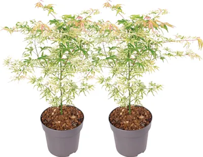 Image de Érable du Japon - Set de 2 - Acer palmatum 'Ukigumo' - Hauteur 50-60cm - ⌀19cm